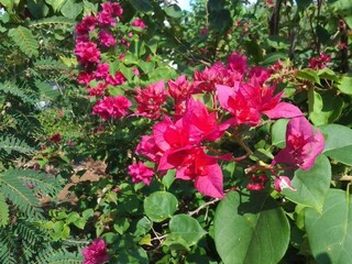 pink flowers in the garden