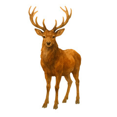 Freehand watercolor brown deer illustration isolated on white background. Hand drawn watercolour reindeer.	
