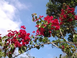 pink flowers against blue sky