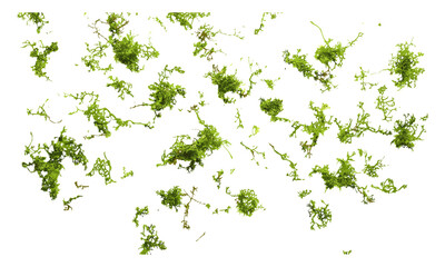 Green moss on white background, scattered, top view, vector illustration, nature pattern, fresh moss, organic texture, botanical design, natural elements, plant texture.