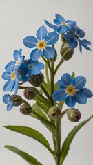 Stem with multiple blue forget-me-not flowers, buds against plain background captures delicate beauty of nature. Each flower has five petals with bright yellow center, surrounded by vibrant blue.