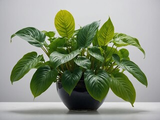 Vibrant green potted plant centered against plain, light background, with its lush leaves spreading outward, upward from dark, rounded pot that sits on flat surface.
