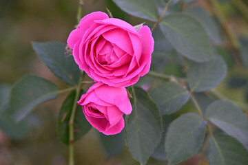 Subtle Stars: White Blossoms of the Dry Season