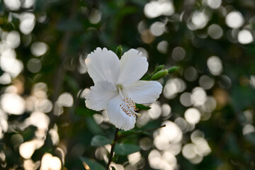  Pure White Hibiscus Bloom