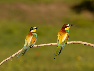 European bee-eater, Merops apiaster