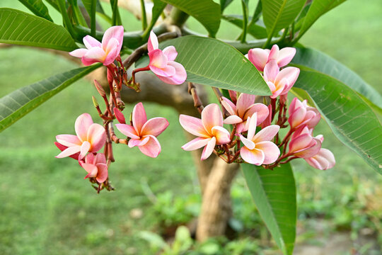  Blush of the Morning Chafa (Frangipani)...