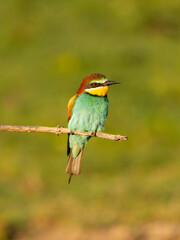 European bee-eater, Merops apiaster