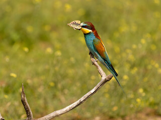 European bee-eater, Merops apiaster