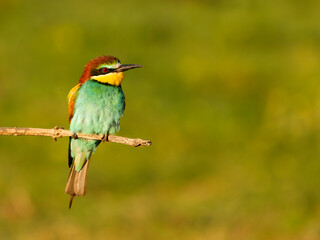 European bee-eater, Merops apiaster