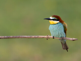 European bee-eater, Merops apiaster