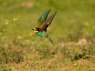 European bee-eater, Merops apiaster