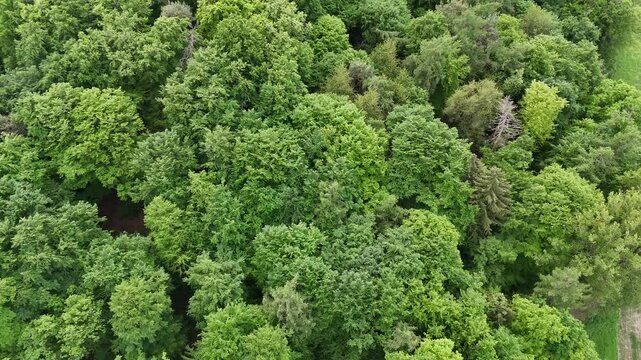 Flug &uuml;ber einen Laubwald