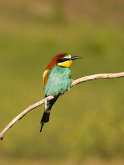 European bee-eater, Merops apiaster
