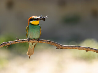 European bee-eater, Merops apiaster