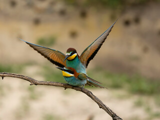 European bee-eater, Merops apiaster