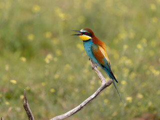 European bee-eater, Merops apiaster