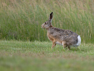 European brown hare, Lepus europaeus,