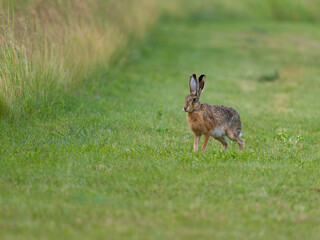 European brown hare, Lepus europaeus,