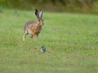 European brown hare, Lepus europaeus,