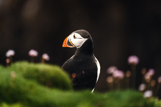 Papageitaucher im Portr&auml;t auf bl&uuml;hender Wiese Saltee Island Irland