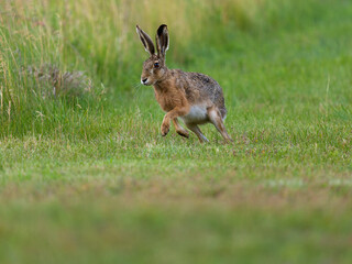 European brown hare, Lepus europaeus,