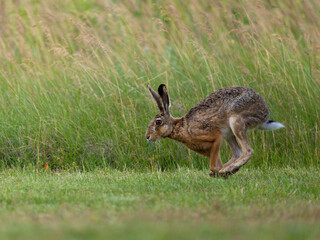 European brown hare, Lepus europaeus,