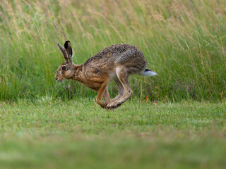 European brown hare, Lepus europaeus,