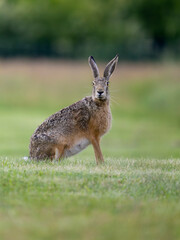 European brown hare, Lepus europaeus,