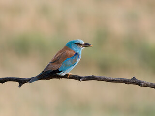 Fototapeta premium European roller, Coracias garrulus