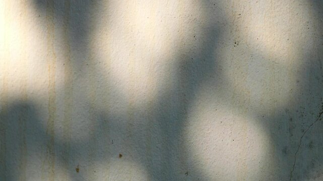 Natural leaf shadows on the background of the old cement wall.