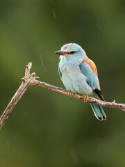 Obraz premium European roller, Coracias garrulus