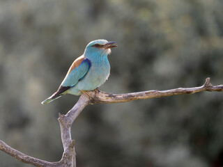 European roller, Coracias garrulus
