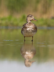 Gadwall, Anas strepera