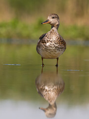 Gadwall, Anas strepera
