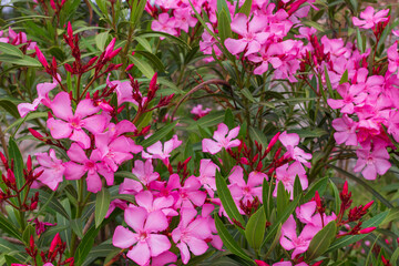 Oleander bush blooming with pink flowers among dark green foliage. Nerium oleander or Rosebay is a very poisonous plant. Nature background with copy space