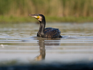 Great cormorant, Phalacrocorax carbo