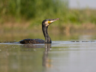 Great cormorant, Phalacrocorax carbo