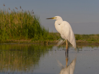 Great white egret, Ardea alba