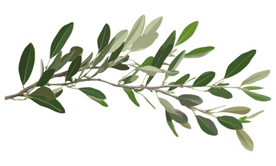Fresh green leaves, olive tree twigs isolated on white, vector illustration, nature design, tree branches, organic plant, green foliage, Mediterranean tree, eco art, natural leaves.