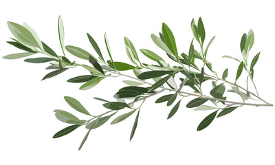 Fototapeta premium Olive tree with fresh green leaves isolated on white, vector illustration, plant branches, organic nature, green foliage, eco-friendly art, botanical, Mediterranean tree, nature illustration, leaves.