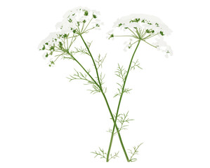 Fototapeta premium White laceflower, Orlaya grandiflora, fresh field flowers isolated on white, vector illustration, nature art, botanical drawing, wildflower vector, flower artwork, delicate design