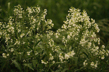 wild flowers in the garden