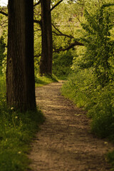 Fototapeta premium path in the woods
