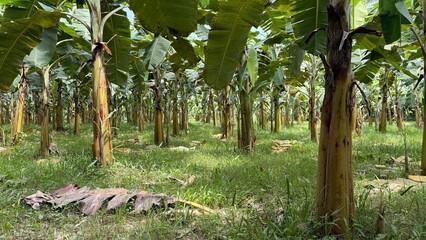 Banana Plantation Rows of Trees with Large Green Leaves and Grassy Ground Cover