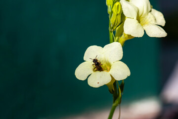 Nerium Oleander flower with bee beautiful and freshness, green and white color 