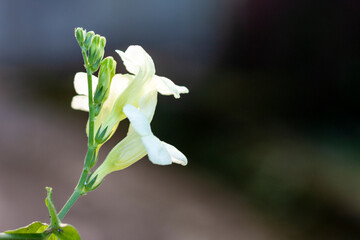 Nerium Oleander flower with bee beautiful and freshness, green and white color 