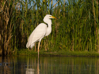 Great white egret, Ardea alba