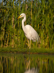 Great white egret, Ardea alba