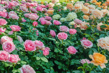 Fototapeta premium Multicolored rose in flower garden,Сolorful roses in rose garden,English roses of different colors in english garden.