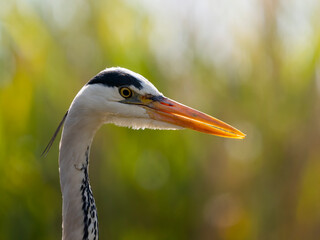 Grey heron, Ardea cinerea